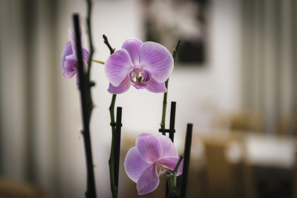 ristorante a bolzano pizzeria a bolzano_DSC7050 Ristorante Pizzeria a Bolzano svg+xml;charset=utf